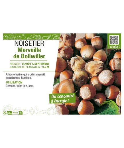 NOISETIER MERVEILLE DE BOLLWILLER