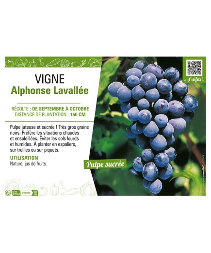 VIGNE ALPHONSE LAVALLÉE