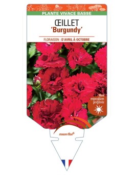 DIANTHUS diantica Burgundy voir Œillet