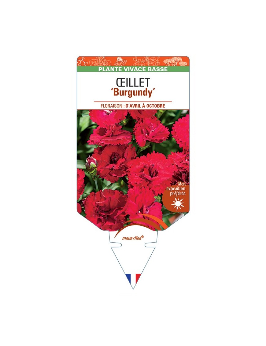 DIANTHUS diantica Burgundy voir Œillet