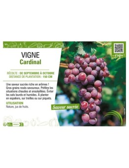 VIGNE CARDINAL