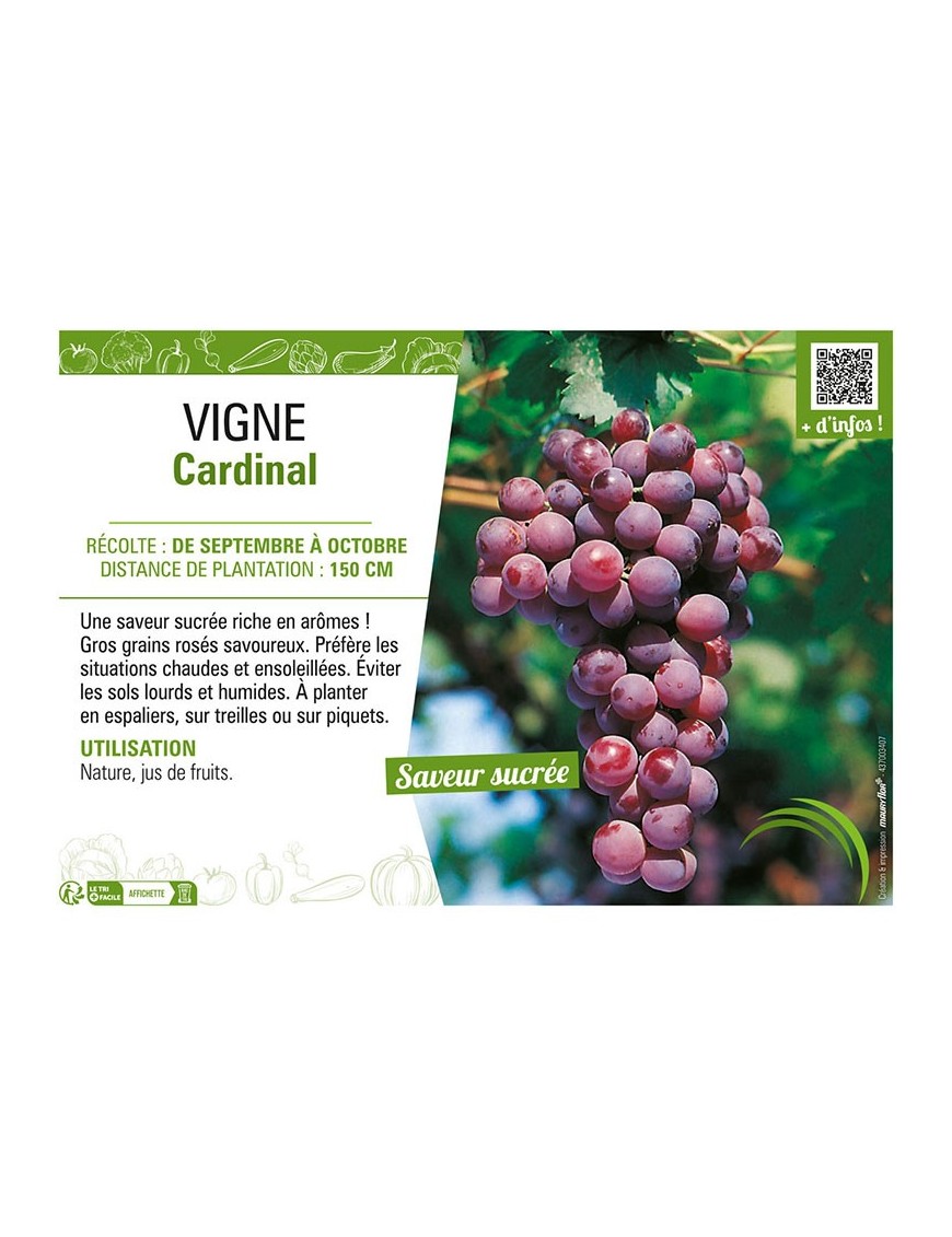 VIGNE CARDINAL