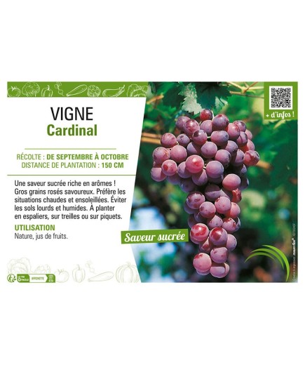 VIGNE CARDINAL