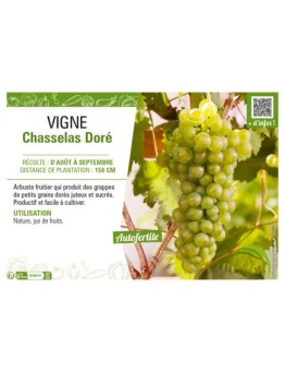 VIGNE CHASSELAS DORÉ