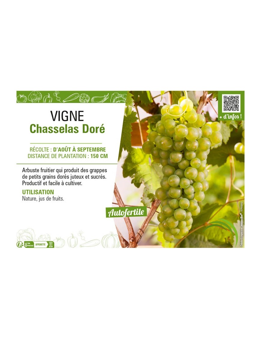 VIGNE CHASSELAS DORÉ
