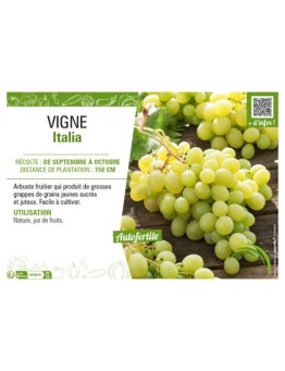 VIGNE ITALIA