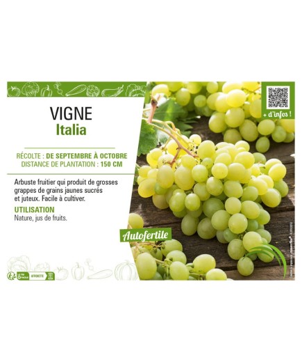 VIGNE ITALIA