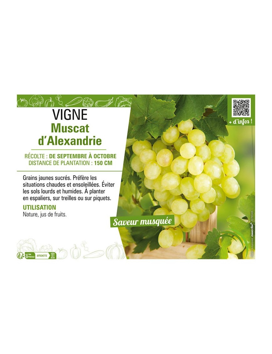 VIGNE MUSCAT D'ALEXANDRIE