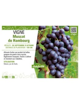 VIGNE MUSCAT DE HAMBOURG