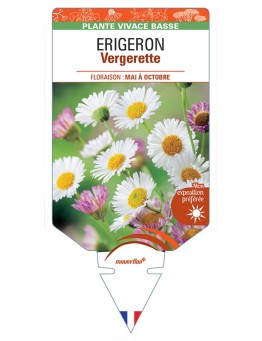 ERIGERON (karvinskianus) Vergerette (blanc)