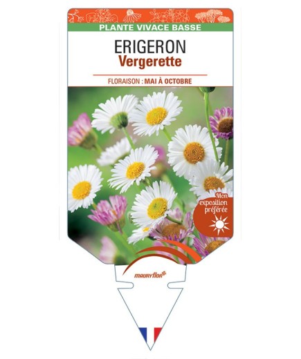 ERIGERON (karvinskianus) Vergerette (blanc)