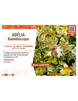 ABELIA KALEIDOSCOPE