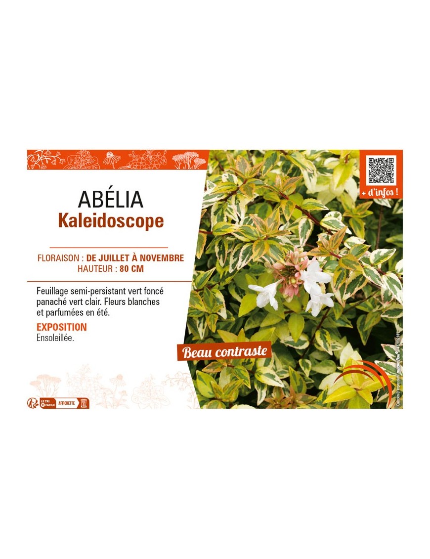 ABELIA KALEIDOSCOPE