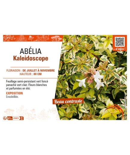 ABELIA KALEIDOSCOPE