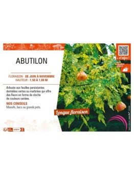 ABUTILON
