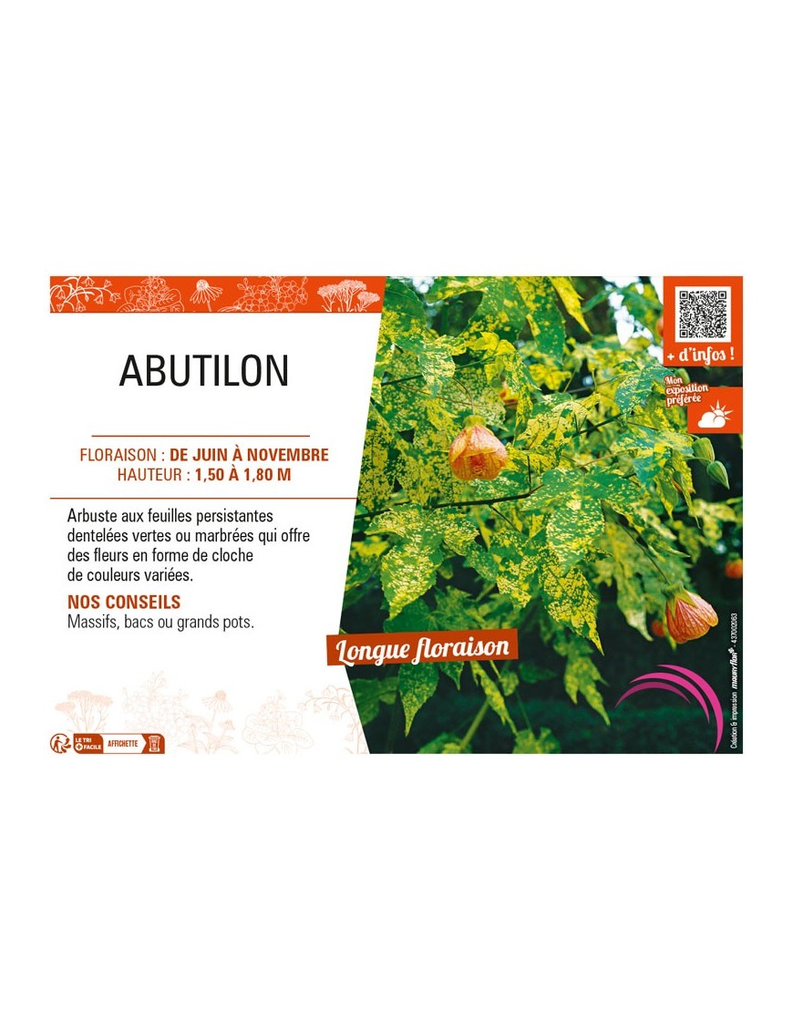 ABUTILON