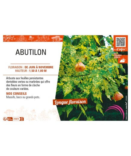 ABUTILON