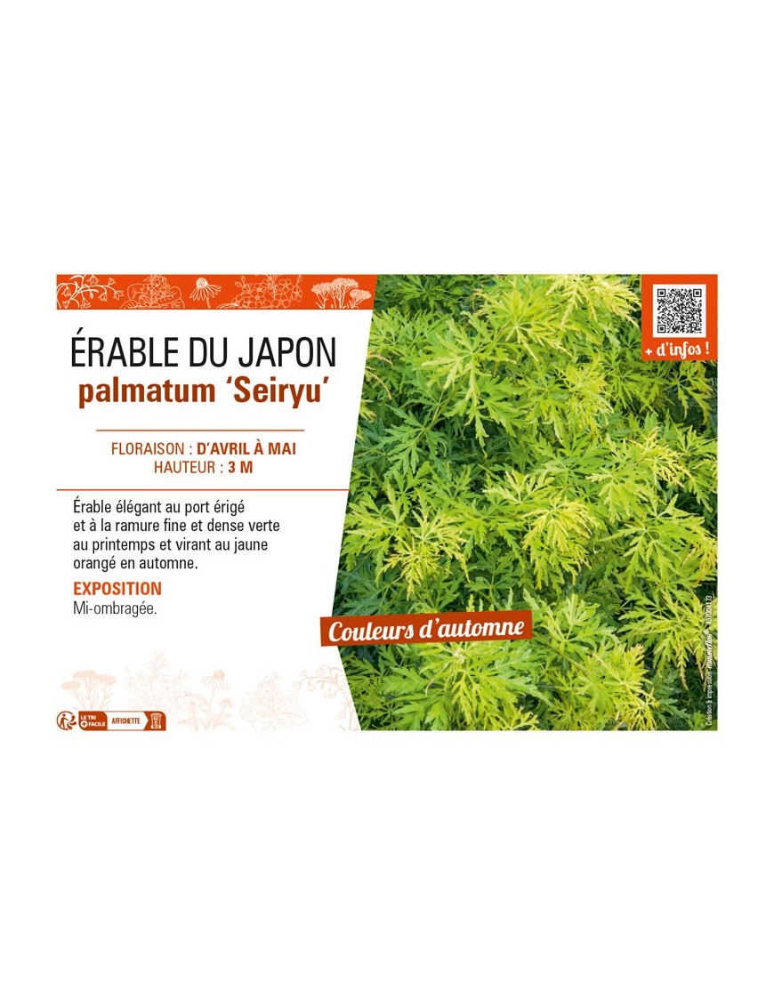 ACER PALMATUM SEIRYU voir ÉRABLE DU JAPON