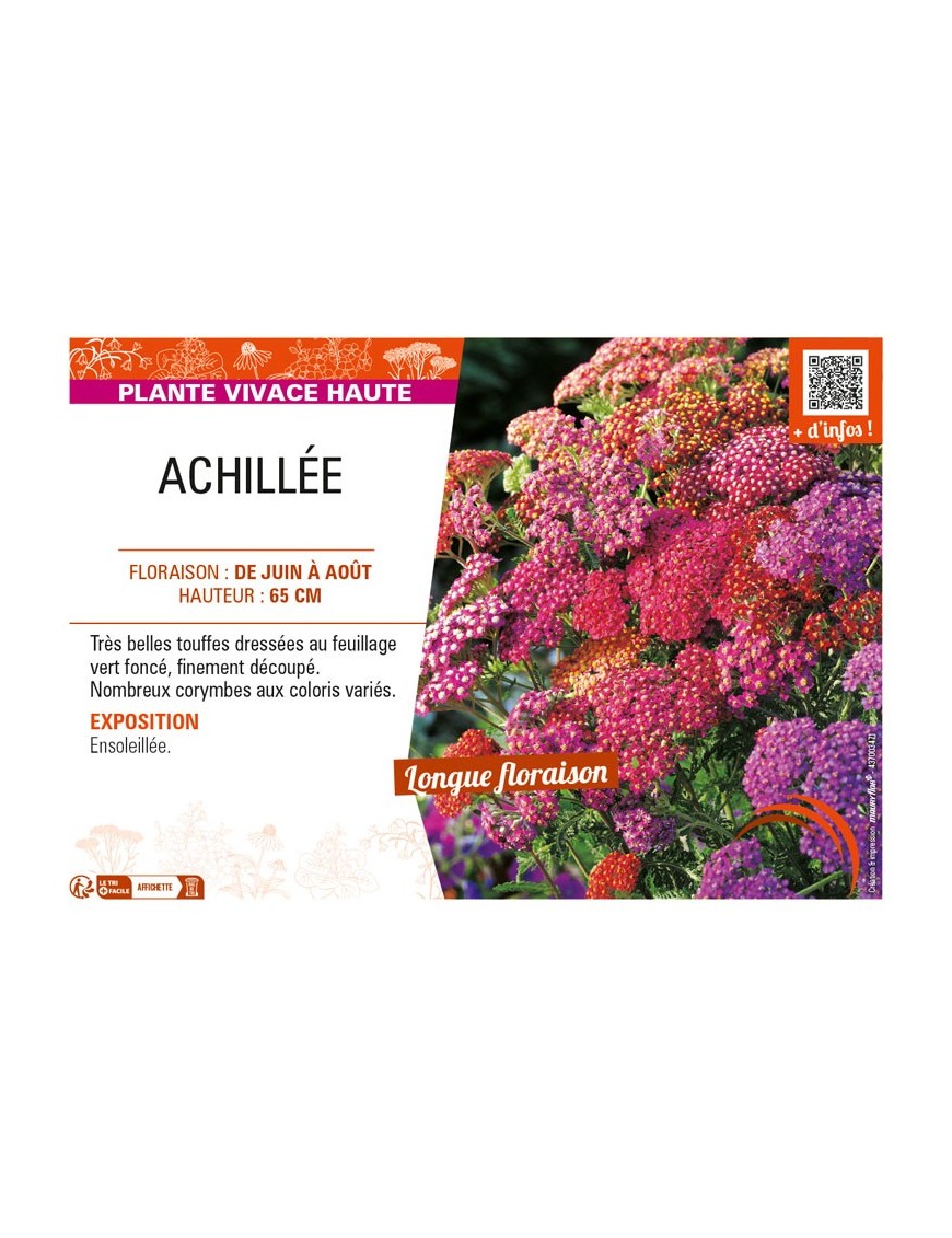 ACHILLEA (millefolium) varié