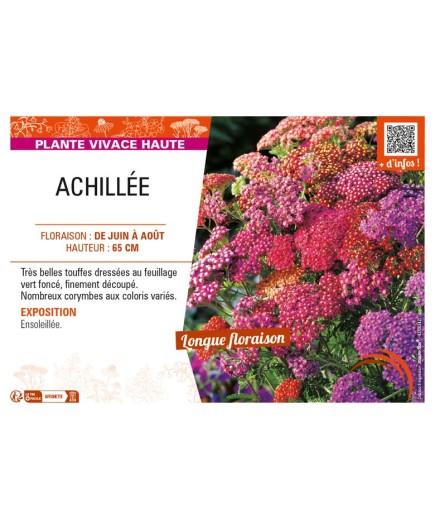 ACHILLEA (millefolium) varié