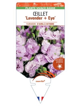 DIANTHUS diantica Lavender + Eye voir Œillet