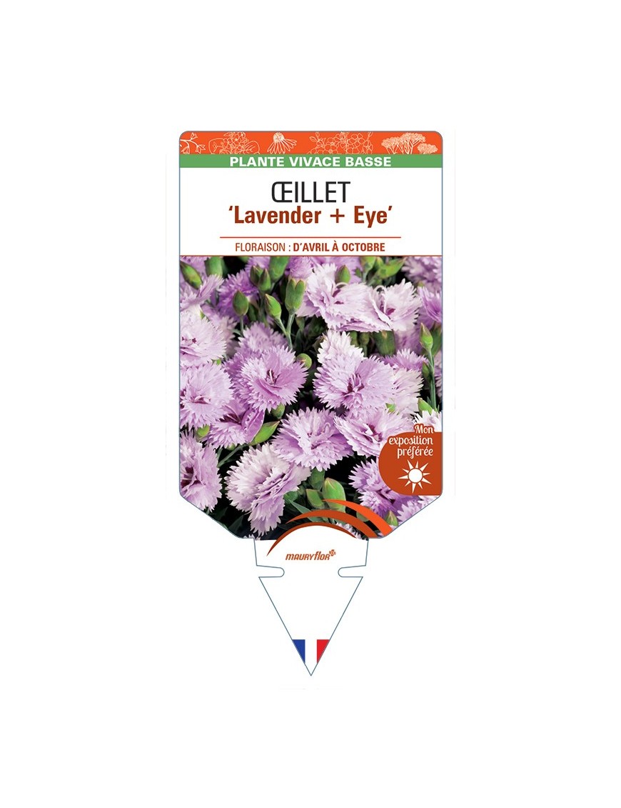 DIANTHUS diantica Lavender + Eye voir Œillet