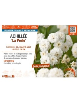 ACHILLEA (ptarmica) La Perle