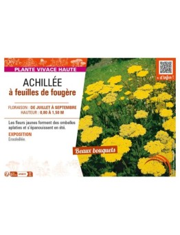 ACHILLEA filipendulina voir ACHILLÉE à feuilles de fougère