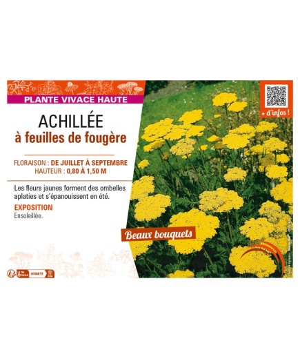 ACHILLEA filipendulina voir ACHILLÉE à feuilles de fougère