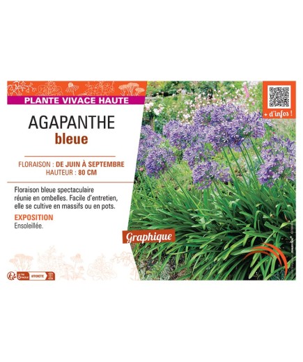AGAPANTHUS BLEUE