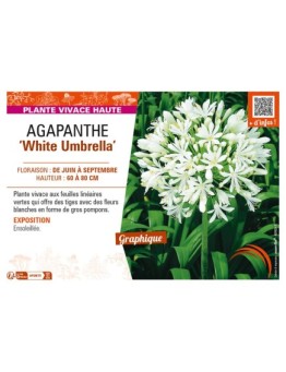 AGAPANTHUS (africanus) White Umbrella
