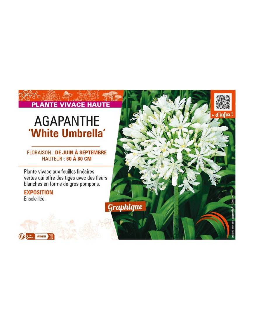 AGAPANTHUS (africanus) White Umbrella