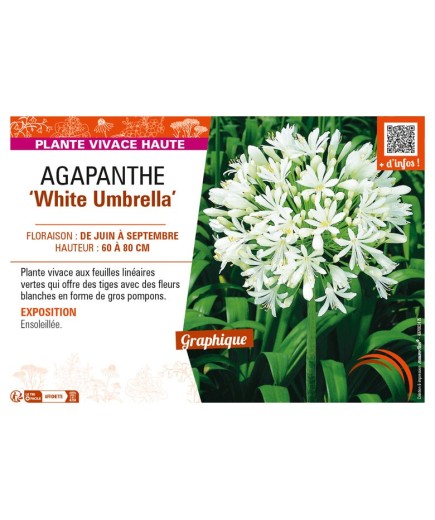 AGAPANTHUS (africanus) White Umbrella