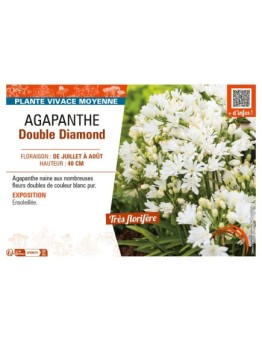 AGAPANTHUS DOUBLE DIAMOND