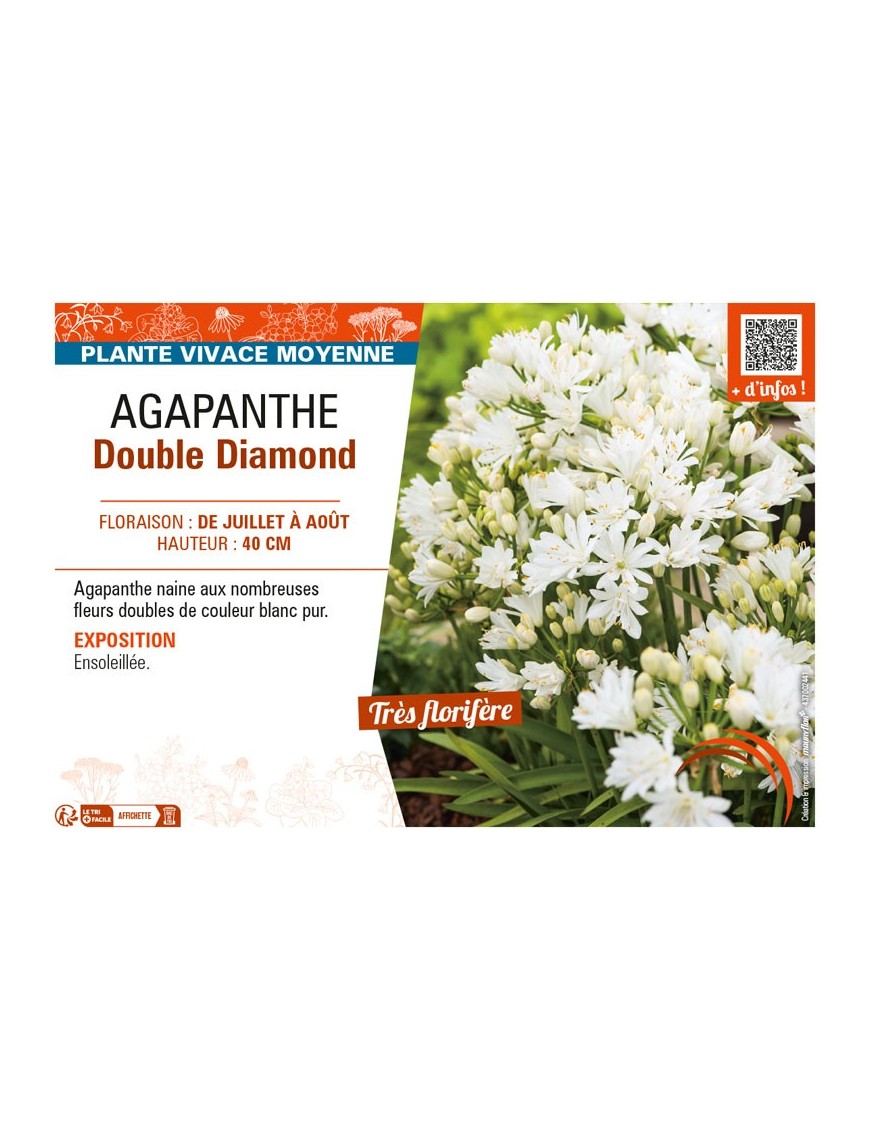 AGAPANTHUS DOUBLE DIAMOND