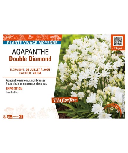 AGAPANTHUS DOUBLE DIAMOND