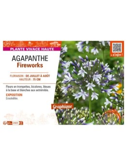 AGAPANTHUS FIREWORKS