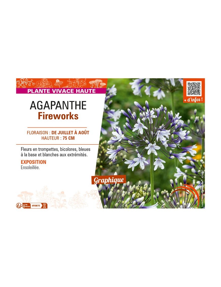 AGAPANTHUS FIREWORKS