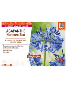 AGAPANTHUS NORTHERN STAR