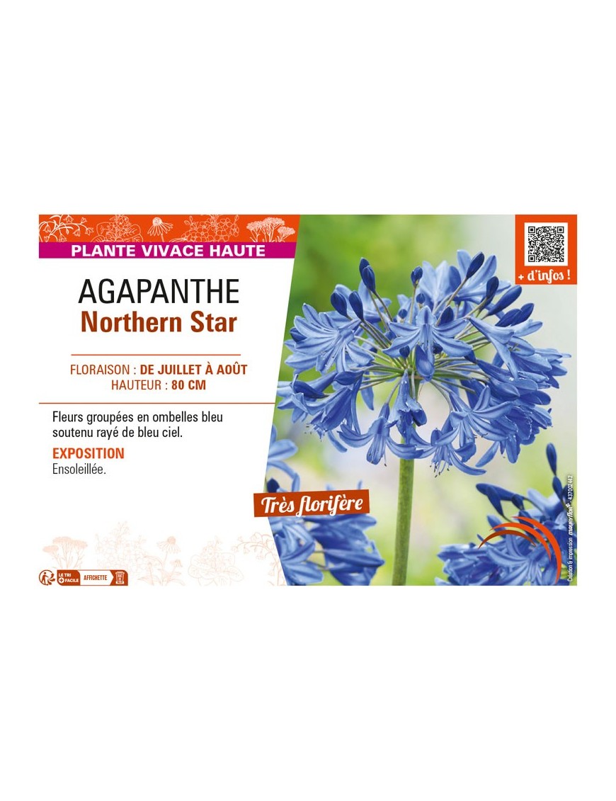 AGAPANTHUS NORTHERN STAR