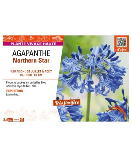 AGAPANTHUS NORTHERN STAR