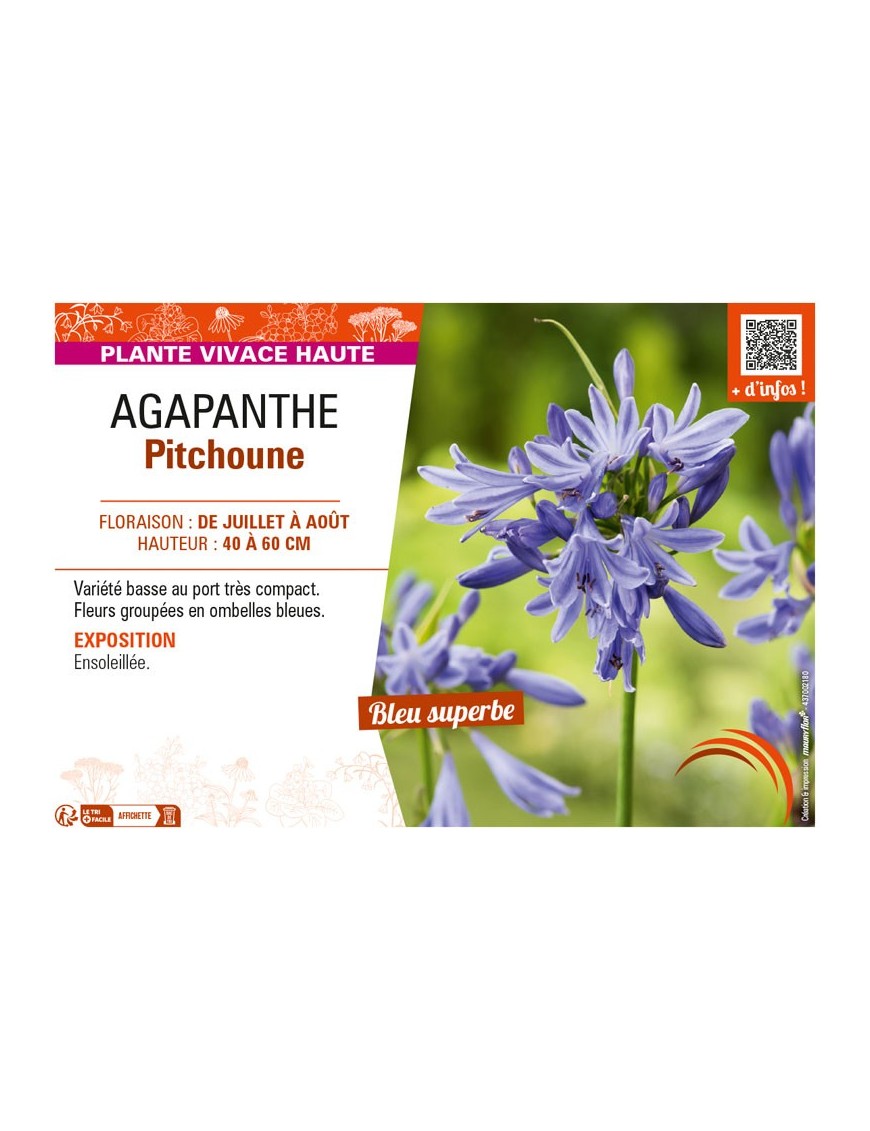 AGAPANTHUS PITCHOUNE