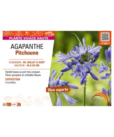 AGAPANTHUS PITCHOUNE