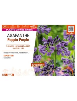 AGAPANTHUS POPPIN PURPLE
