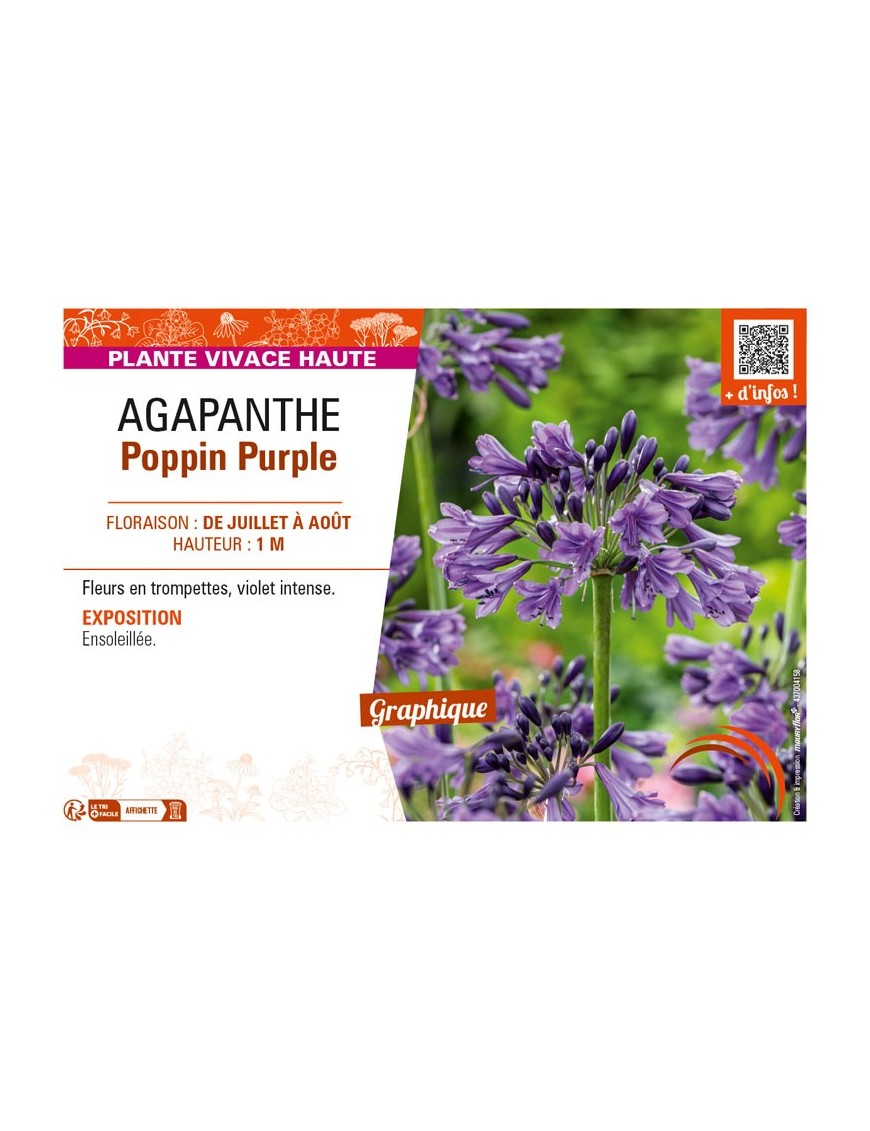 AGAPANTHUS POPPIN PURPLE