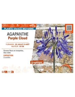 AGAPANTHUS PURPLE CLOUD