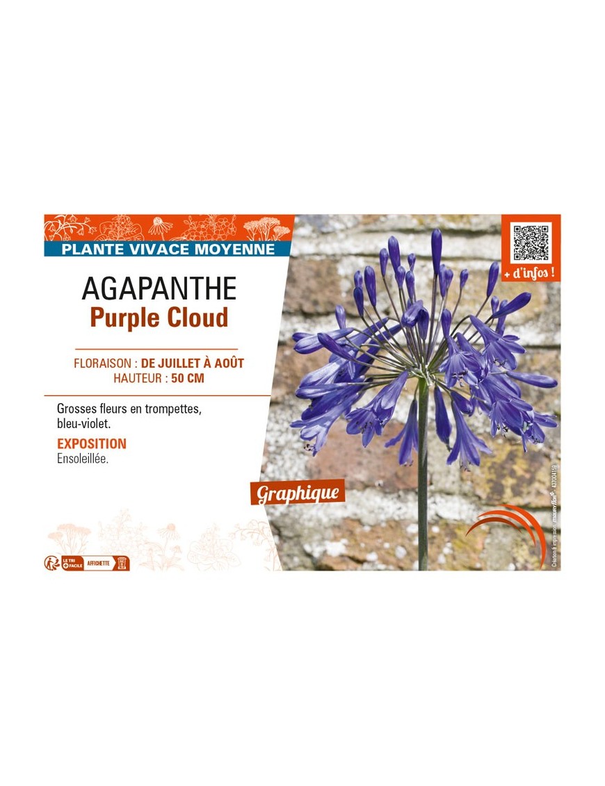 AGAPANTHUS PURPLE CLOUD