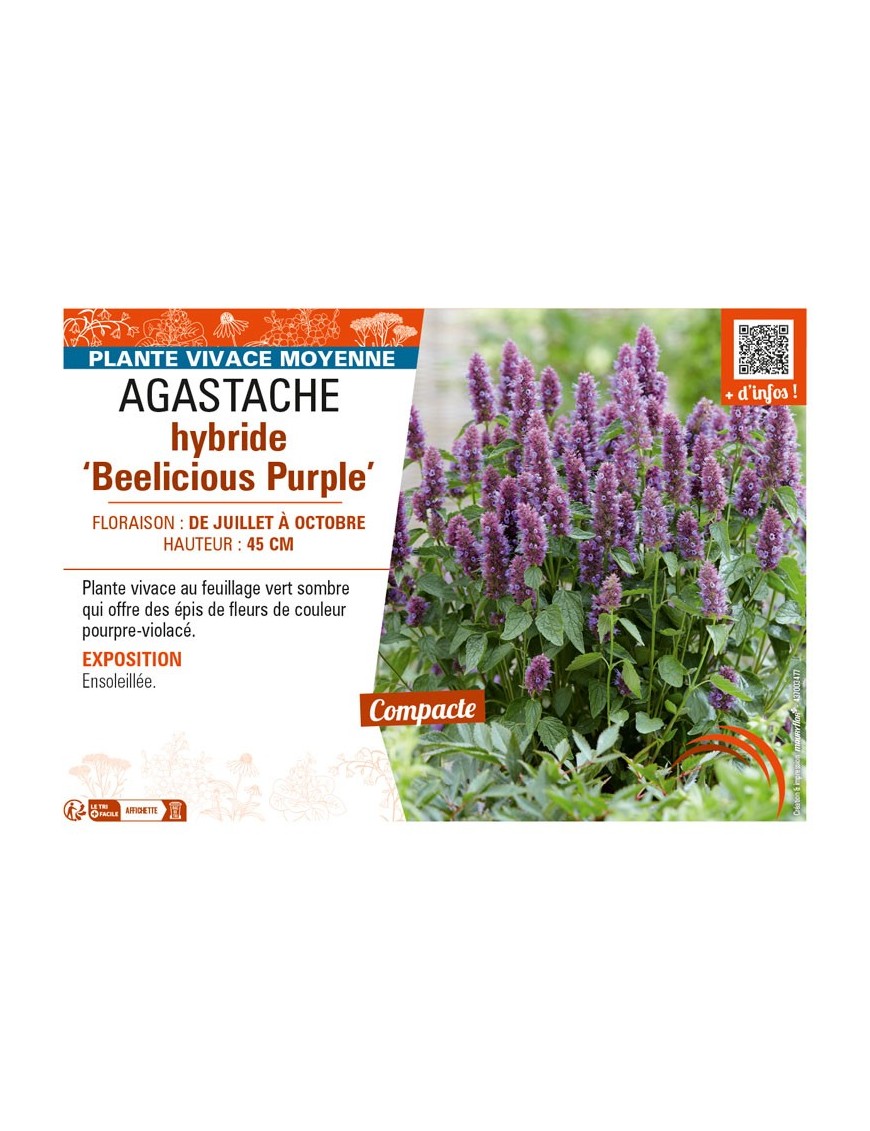 AGASTACHE hybride Beelicious Purple