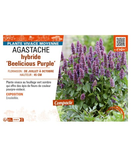 AGASTACHE hybride Beelicious Purple