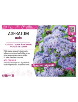 AGERATUM NAIN